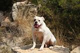 BOULEDOGUE AMERICAIN 418